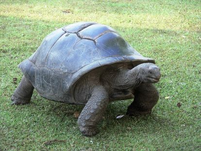 En la isla hay cerca de 3.000 tortugas gigantes que en la adultez miden más de 50 centímetros 
