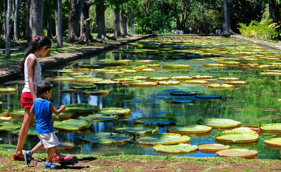 Un estanque del jardín botánico de Pamplemousses, en la isla de Mauricio.