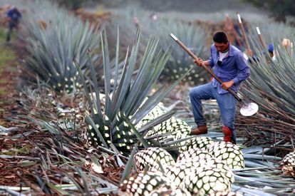 Un hombre corta una planta de agave para extraer la piña que se usa para hacer tequila en Jalisco el pasado 23 de julio.