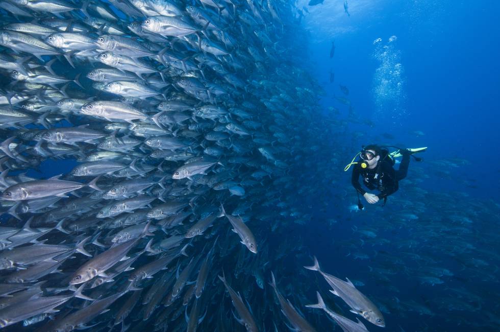 Submarisnismo en las profundidades del Pacífico, bajo las aguas de la isla del Coco, en Costa Rica.