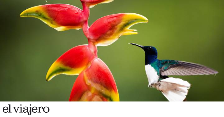 Costa Rica: un delirio de la naturaleza para vivir mil y una aventuras