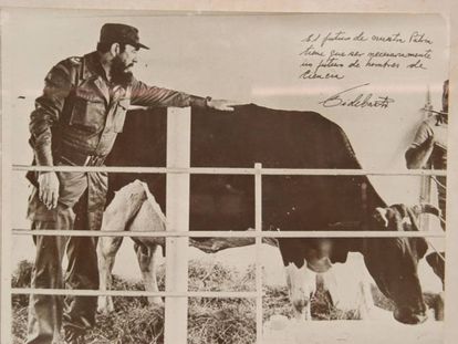 Fidel Castro y la vaca Ubre Blanca, en una imagen que circuló en la prensa cubana a principios de los ochenta.