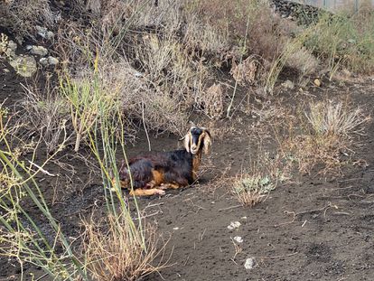 Una cabra doméstica fotografiada por Manuel Nogales en la zona cercana a la colada.