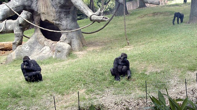 Al menos 18 de los 20 gorilas del Zoológico de Atlanta dan positivo al COVID-19