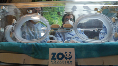 El alcalde de Madrid, José Luis Martínez-Almeida, en el Zoo con los dos nuevos pandas.