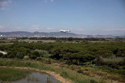 Un avión sobrevuela el espacio natural de La Ricarda antes de aterrizar en El Prat.