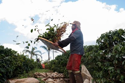 Un campesino separa las bayas de café de las hojas en una plantación brasileña.