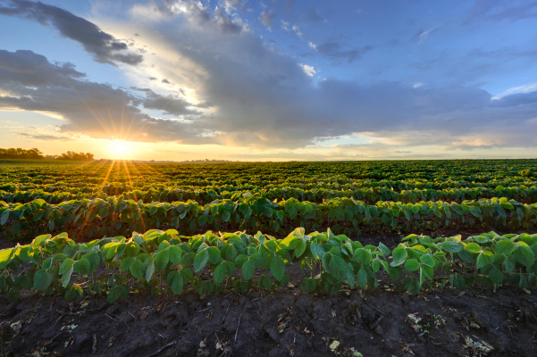Fintech está transformando la clase de activos más antigua del mundo: las tierras agrícolas