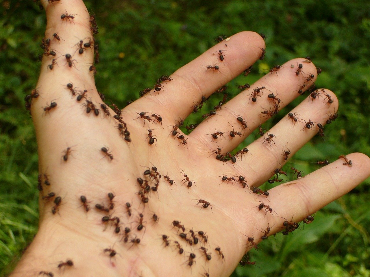 Los remedios para acabar con las hormigas en casa