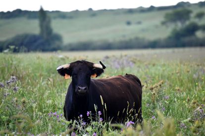 Vaca de la ganadería de La Palmosilla, en la dehesa gaditana.