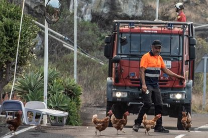 Voluntario dispersando gallinas ante el avance de la lava en Todoque, La Palma.