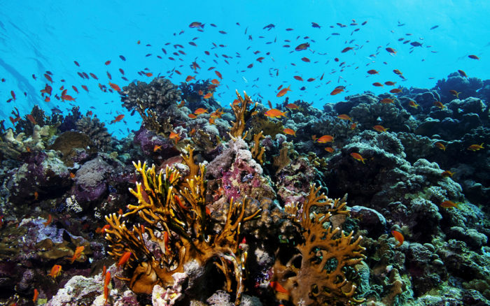 De 2009 a la fecha, el calentamiento global ha acabado con el 14% del coral mundial | Video
