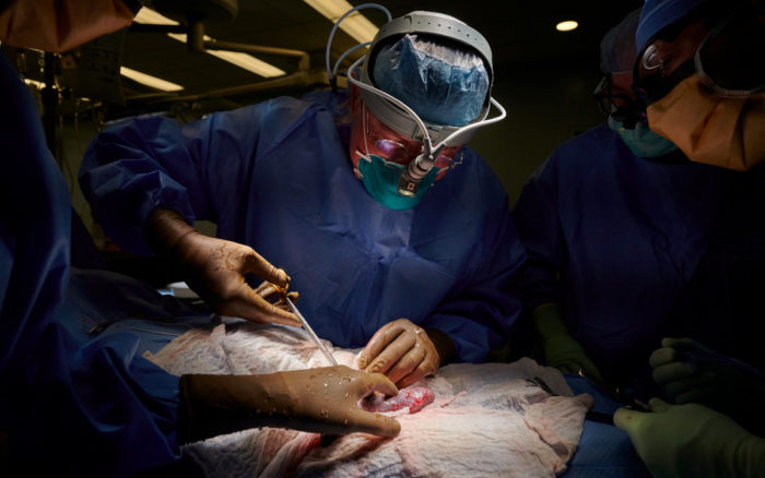 Cirujanos en EU prueban con éxito trasplante de riñón de cerdo en paciente humano