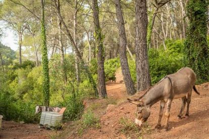 Uno de los burros que formaban parte el plan de limpieza de bosques para luchar contra los incendios forestales. La imagen fue compartida por la Generalitat valenciana en redes al comienzo de la iniciativa.