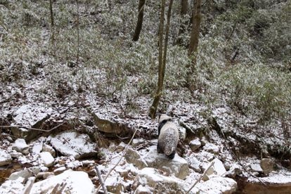 El patrón bicolor de los pandas encaja con la existencia de dos estaciones muy marcadas en su entorno. En la imagen, un ejemplar entre la nieve.