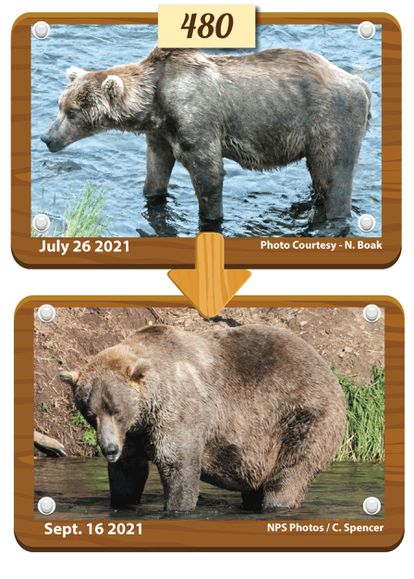 El oso grizzly Otis, ganador de la Semana del Oso Gordo de Alaska, antes y después de incrementar su peso para la hibernación.