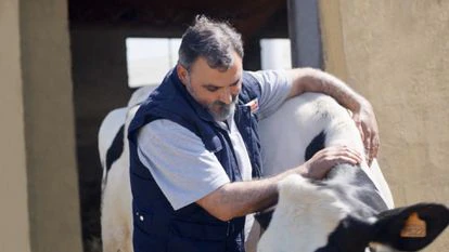 Tal y como apuntan desde Pascual, sus vacas producen de media un 30% más de leche y enferman menos. Para lograrlo son claves la alimentación y los cuidados adecuados. 