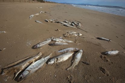 Peces muertos en una playa de Guardamar, junto a la desembocadura del Segura.