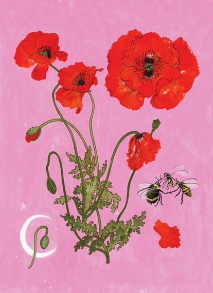 Ilustración de Raquel Aparicio del libro 'Una flor en el asfalto' (Tres hermanas) escrito por Eduardo Barba.  