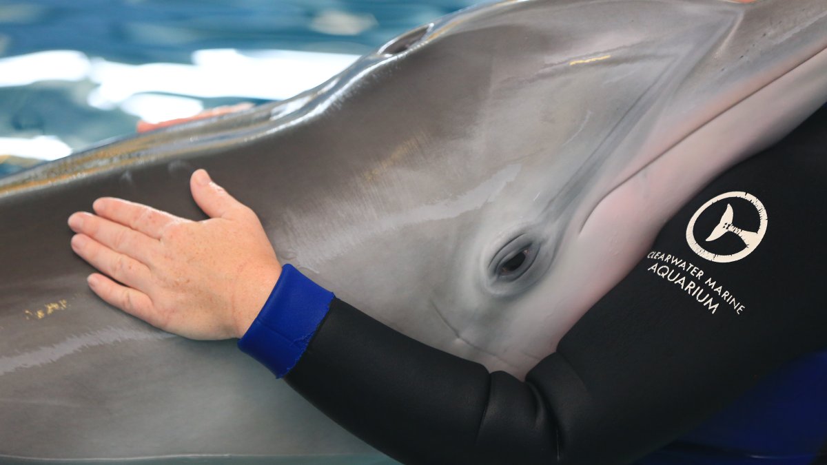 Muere el delfín Winter, estrella de “Dolphin Tale”, tras graves problemas intestinales
