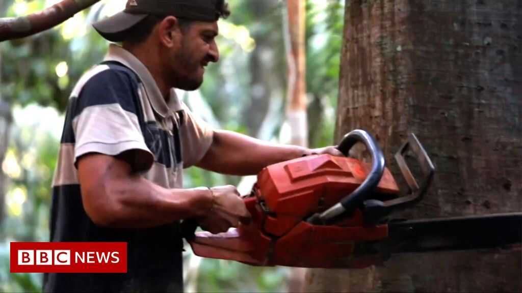 Cambio climático: ¿Debemos salvar o explotar la desaparición del Amazonas?