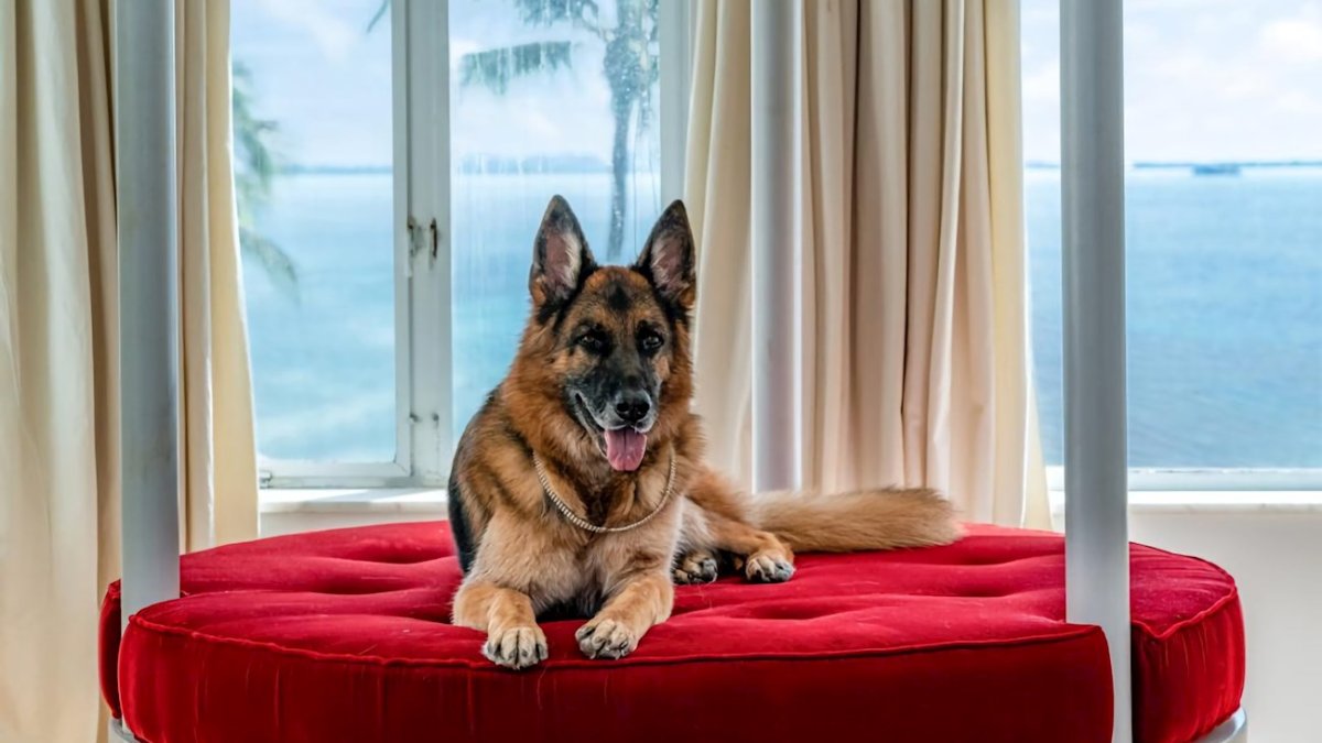 El perro más rico del mundo pone a la venta su mansión