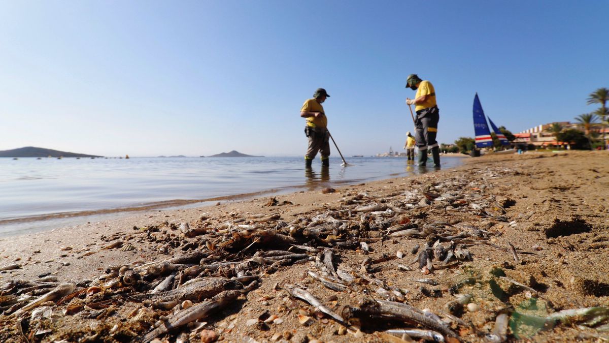 ALDI pide explicaciones a sus proveedores de frutas y hortalizas en el mar Menor por la contaminación de la laguna