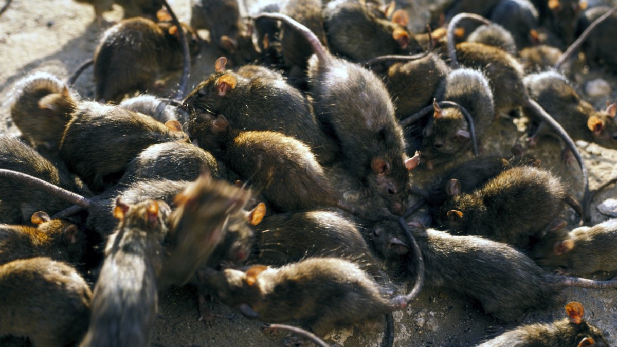 Manhattan alcanza cifra récord de población de roedores