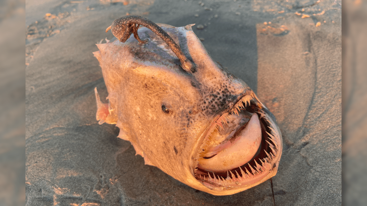 Monstruo ultra raro de las profundidades marinas aparece en la playa de San Diego