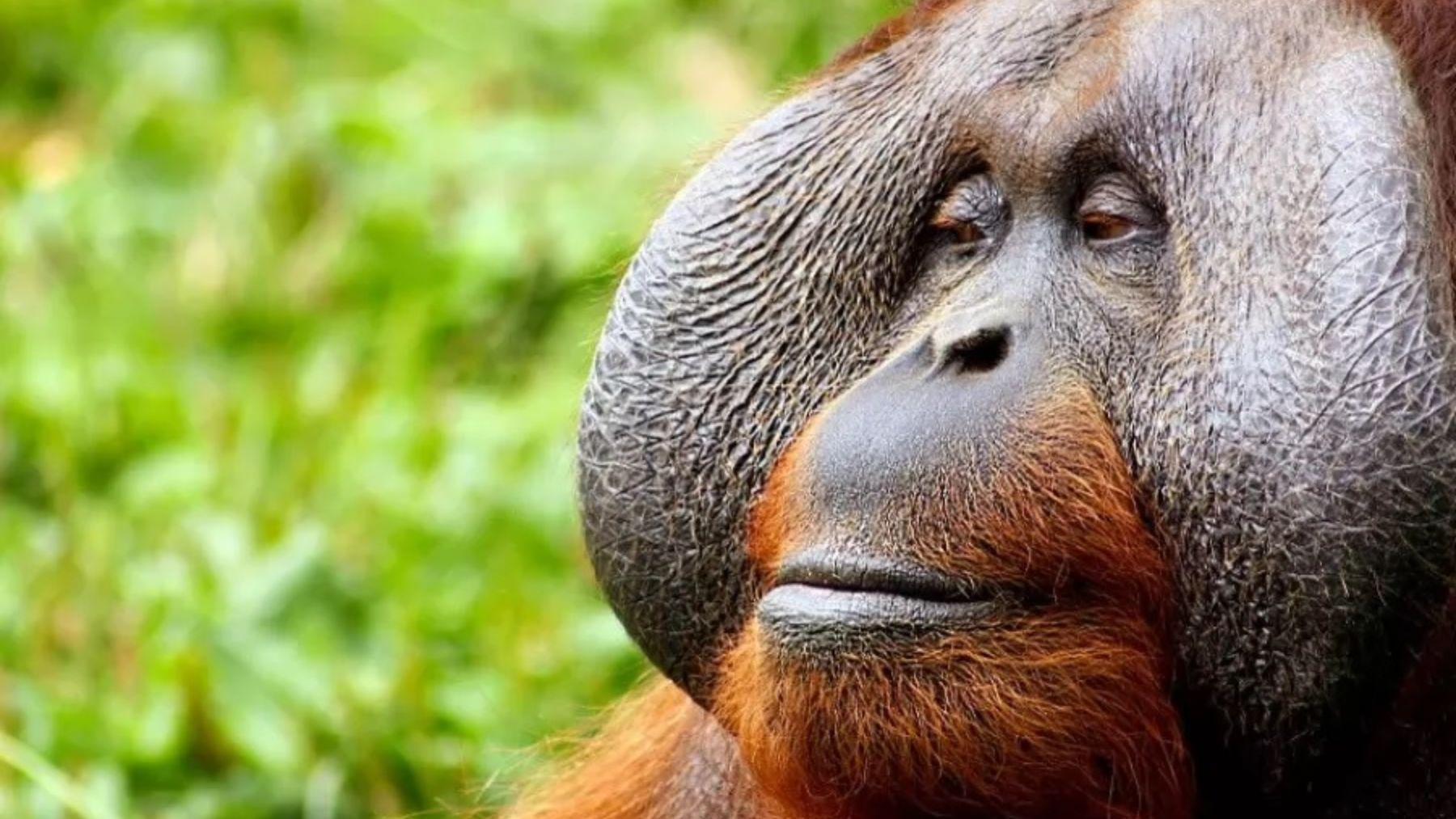 La sorprendente historia de Molly, la orangután hembra que pinta cuadros