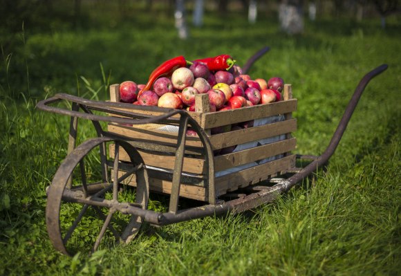 Abundant Robotics surge de SRI para traer robots recolectores de manzanas a la granja