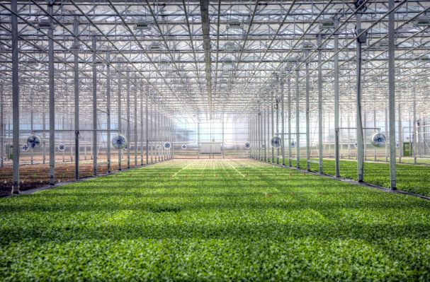 BrightFarms recauda $ 30.1 millones para instalar invernaderos futuristas en los EE. UU.