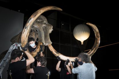 Colocación de las defensas al esqueleto del mamut adquirido por CosmoCaixa. 
