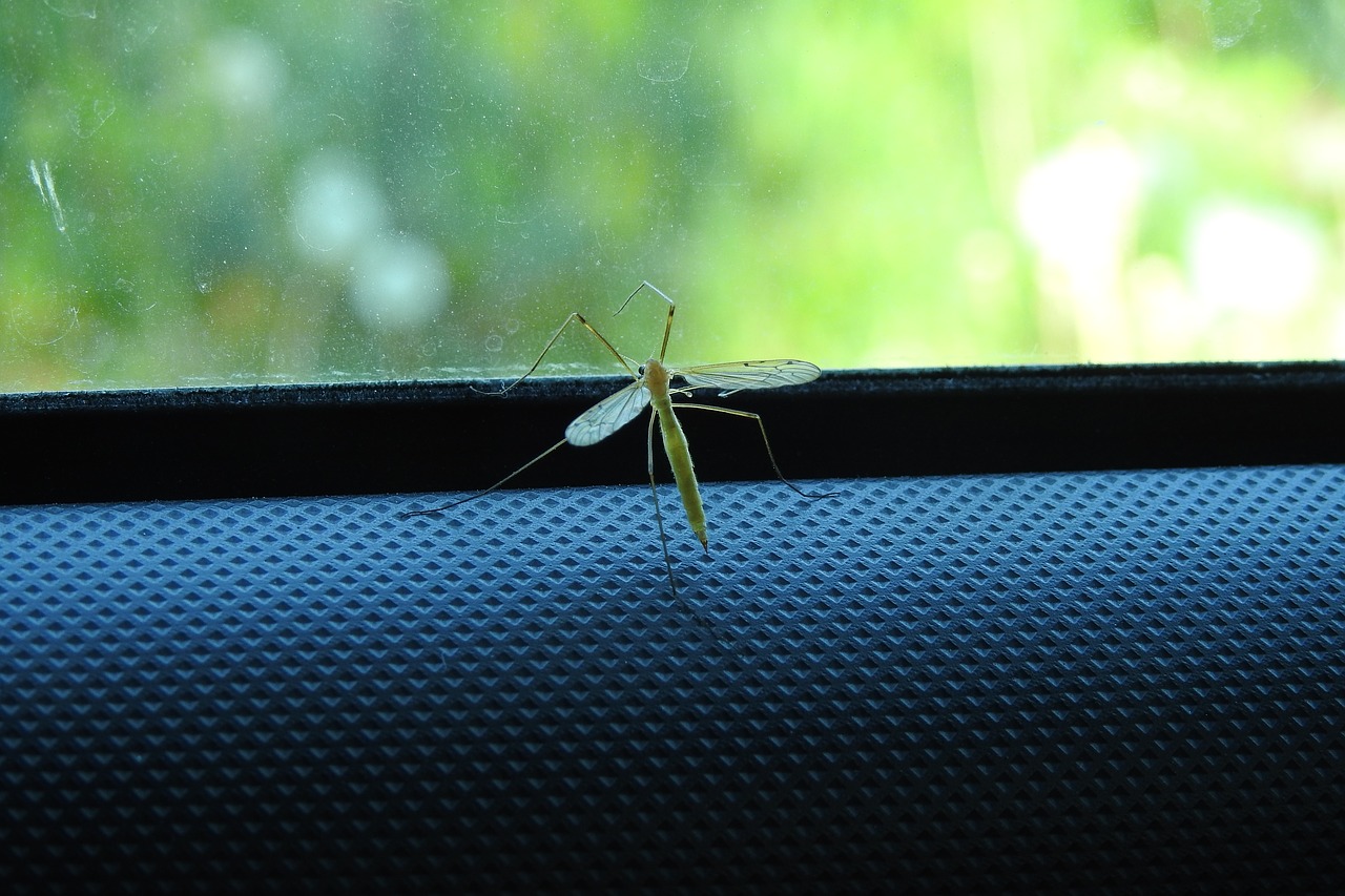 Cómo deshacerse de los mosquitos del coche con facilidad