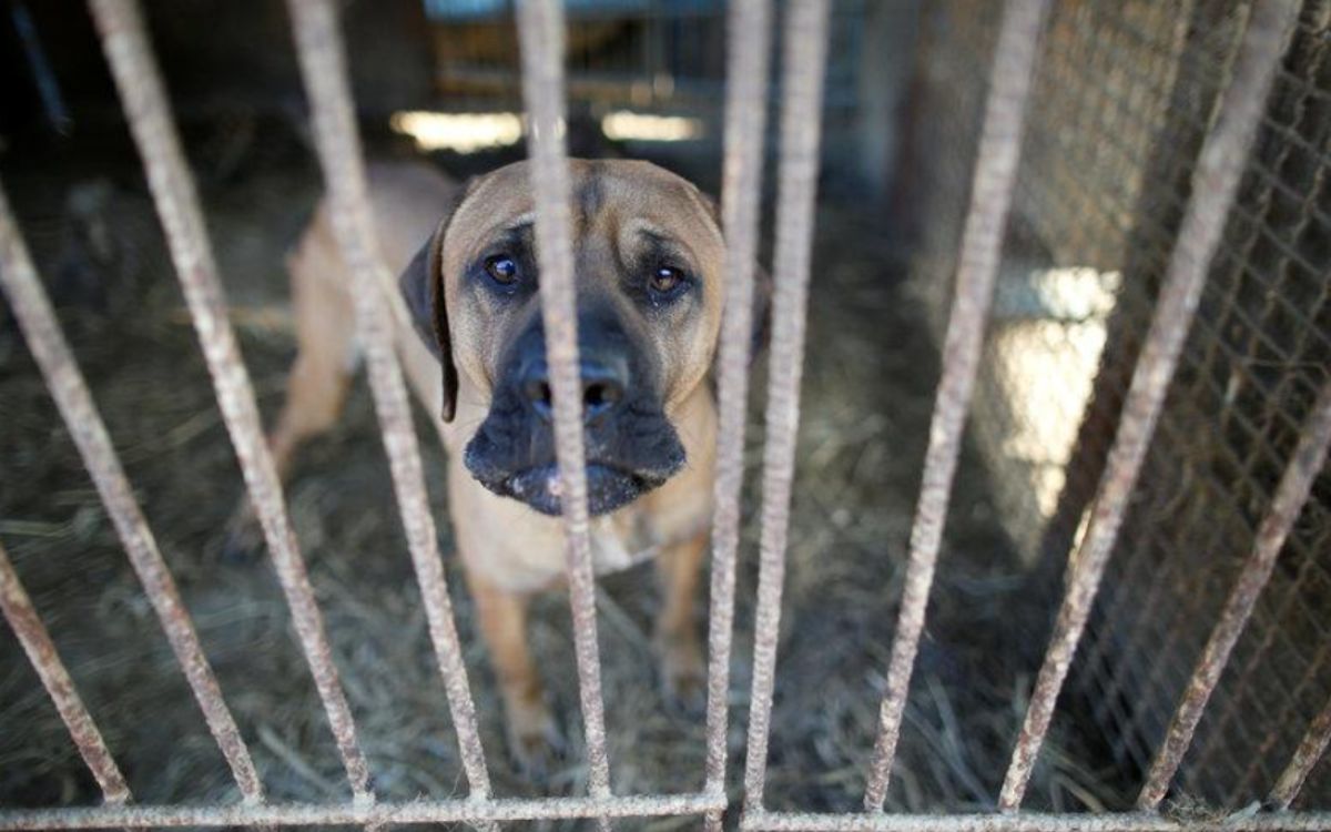 Corea del Sur crea comisión para definir si prohíbe el consumo de carne de perro