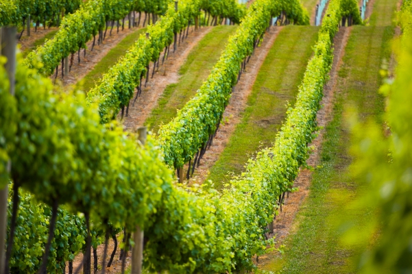 Descorche la innovación con Treasury Wine Estates en Napa