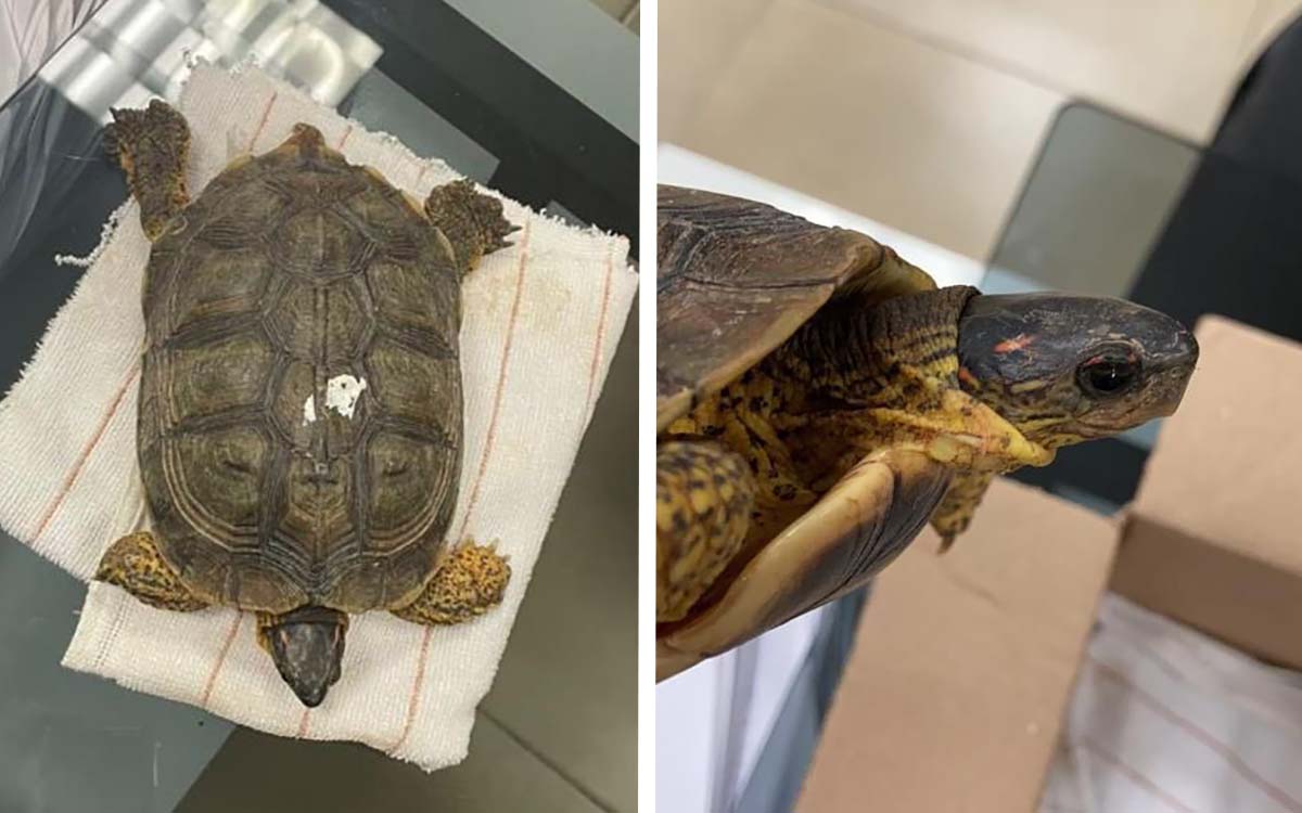 Guardia Nacional rescata a una tortuga en el aeropuerto de Mérida; hombre la llevaba escondida en una maleta