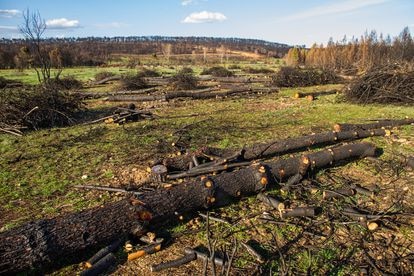 Tala de madera carbonizada en el bosque de pinos quemados tras el incendio. Los daños ocasionados representaron el 68 por ciento de superficie arbórea arrasada durante 2012 en toda Castilla y León.