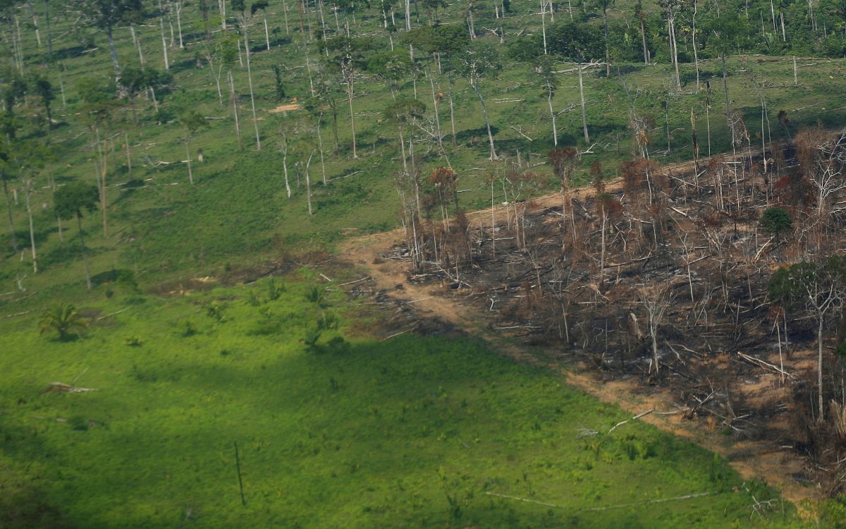 La deforestación del Amazonas es impulsada por los asientos de piel de autos de lujo: NYT