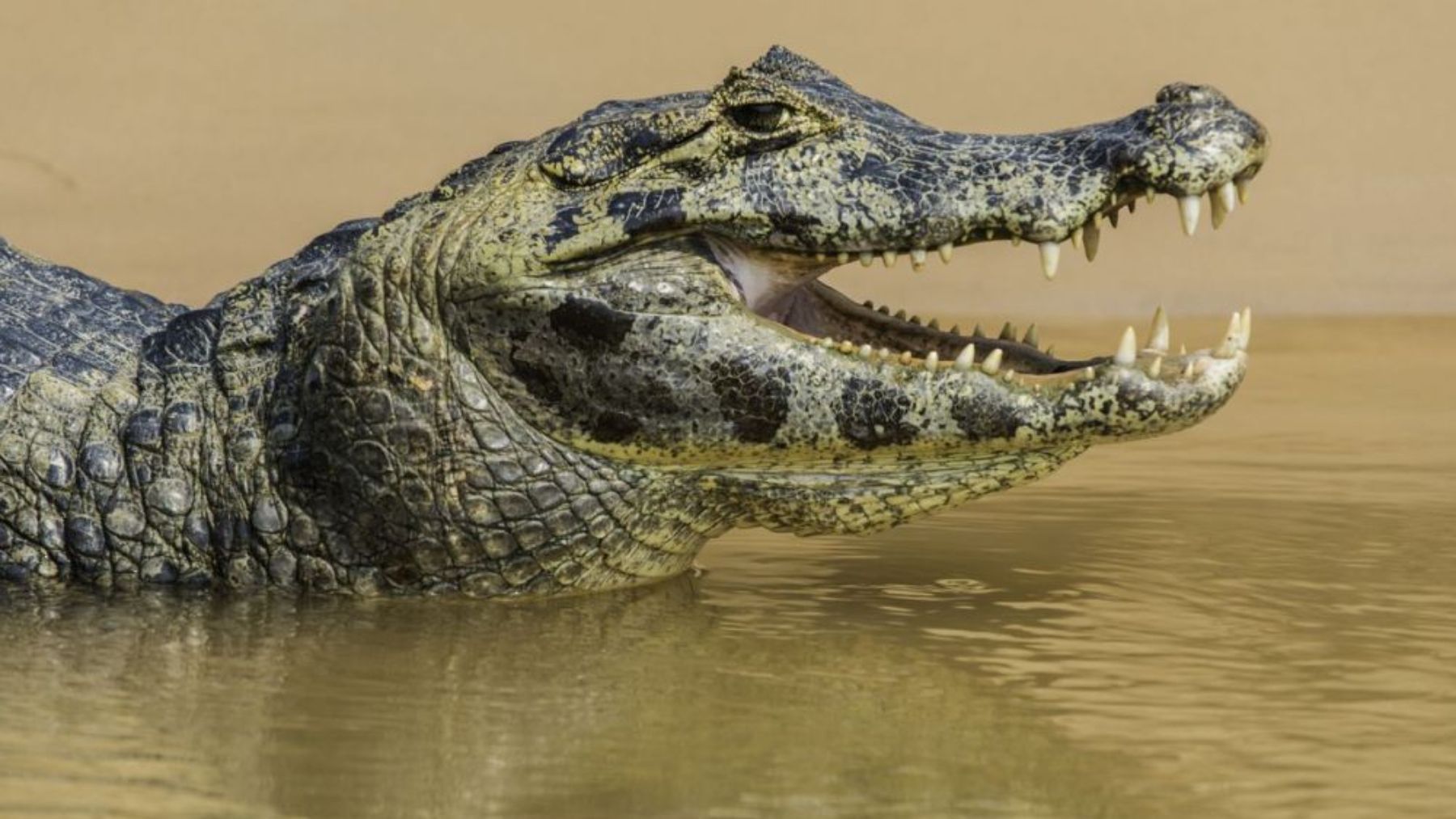 La extraña razón por la que los cocodrilos comen piedras