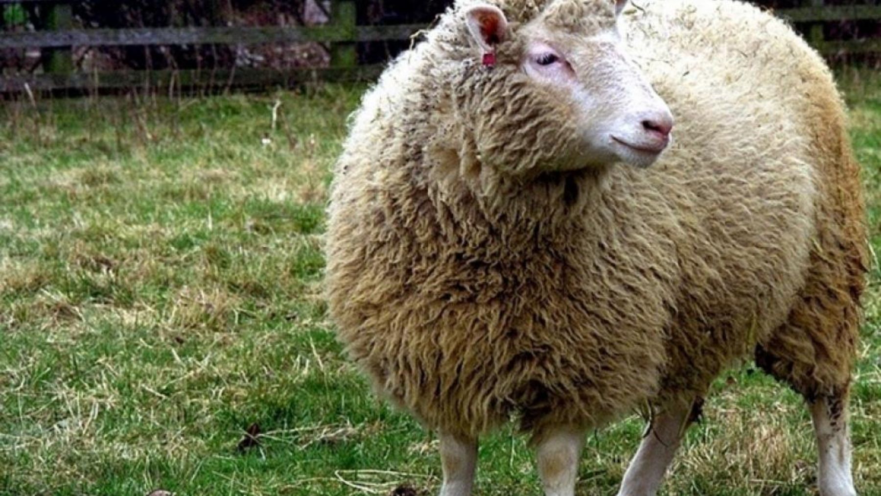 La historia más curiosa que desconocías de la oveja Dolly