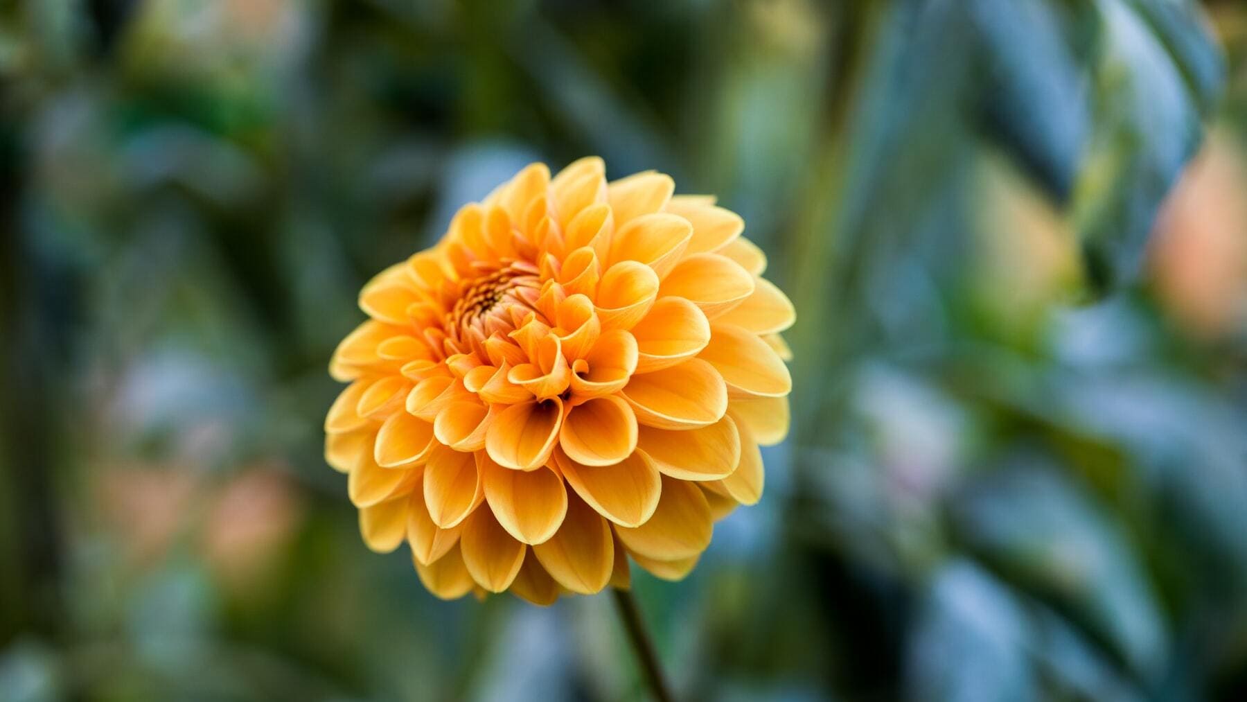 Las mejores flores para plantar en invierno