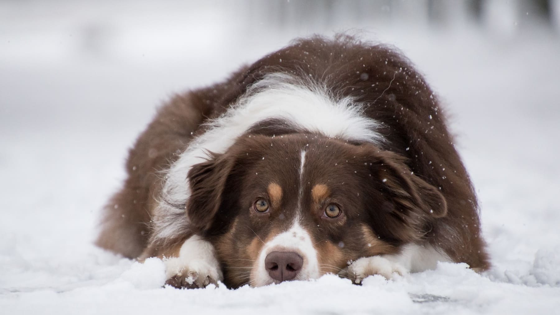 Los mejores consejos para cuidar al perro en invierno