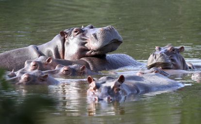 Los hipopótamos nadan en uno de los lagos cerca de la Hacienda Nápoles en Doradal (Colombia).