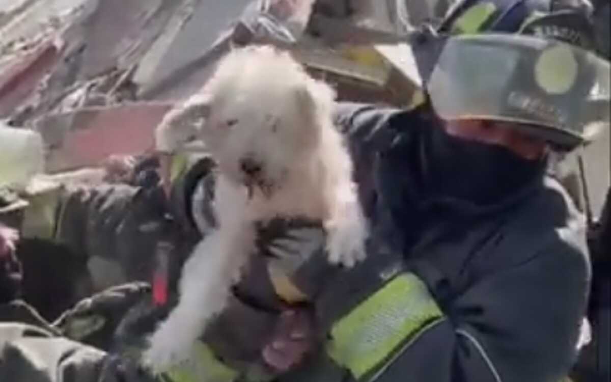 Rescatan a perrito de entre los escombros tras explosión en Miguel Hidalgo | Video