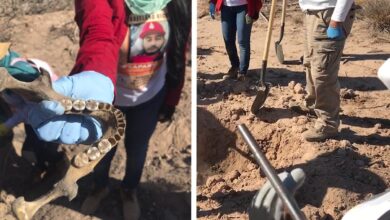 Sonora: Madres Buscadoras encuentran más de 20 cuerpos en fosas; piden ayuda a ONU para agilizar exhumación