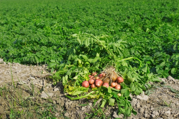 Tazah obtiene financiación previa a la semilla para hacer que el sector agrícola de Pakistán sea más generoso