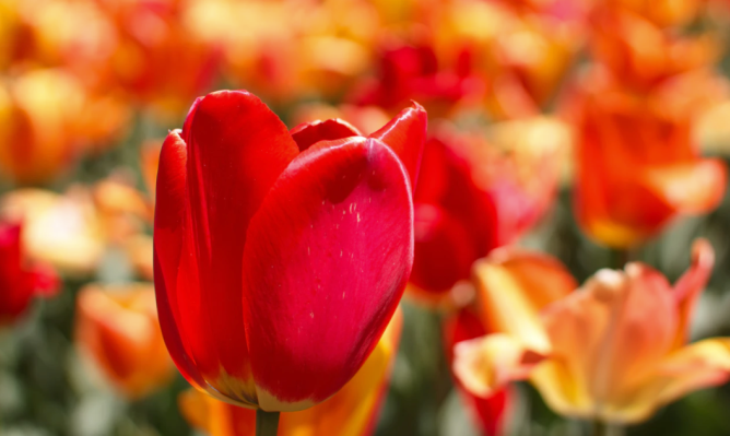 Todos los tulipanes deben marchitarse