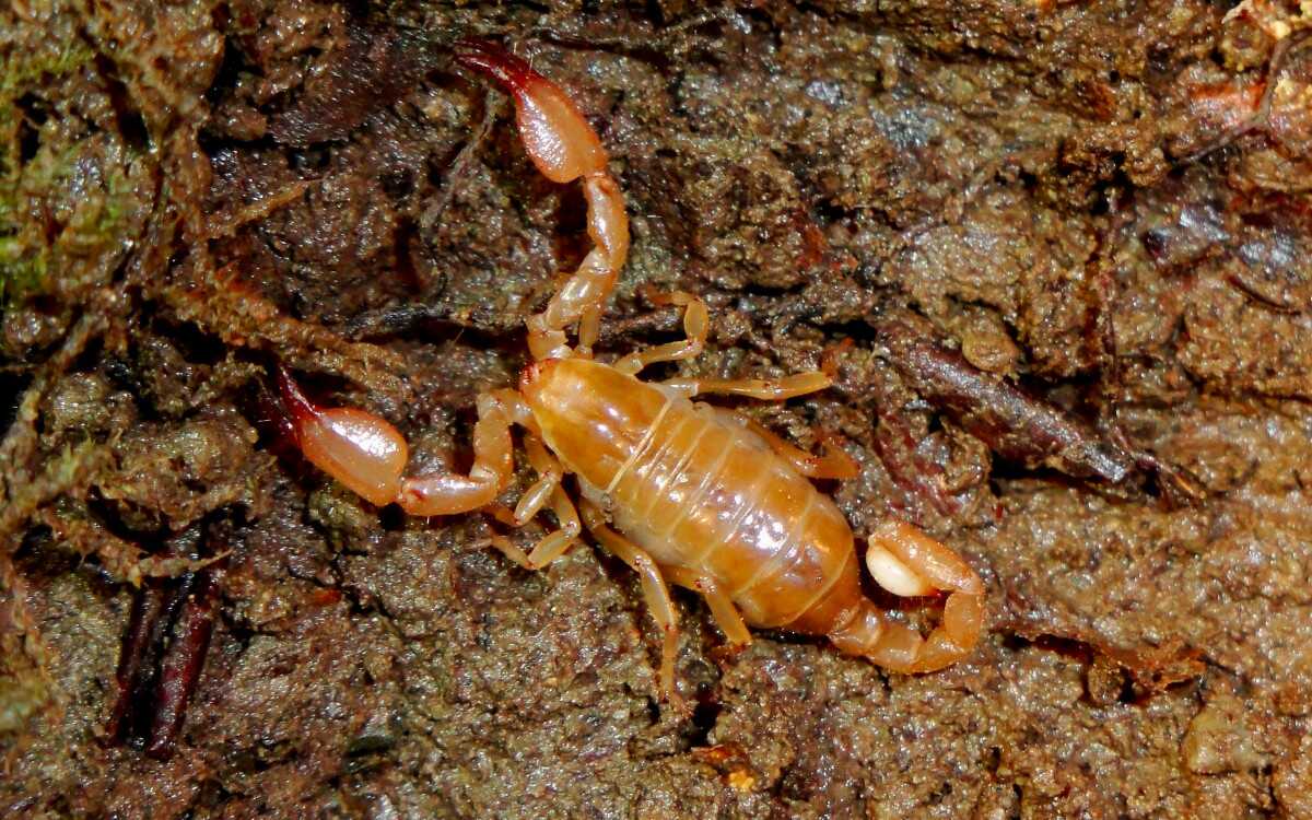 Tres muertos y medio millar de afectados por oleada de escorpiones en Egipto