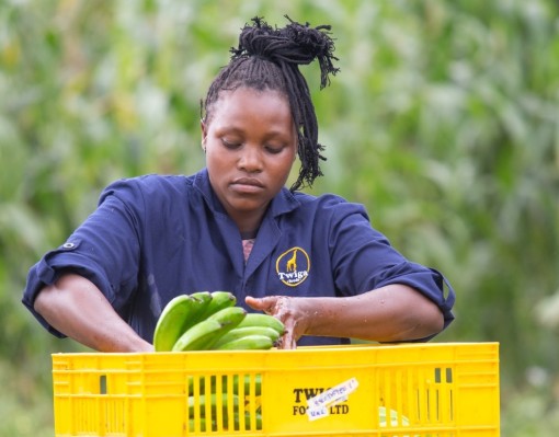 Twiga de Kenia recauda 50 millones de dólares para escalar soluciones alimentarias en África